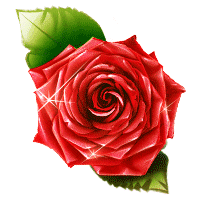 a beautiful red rose 